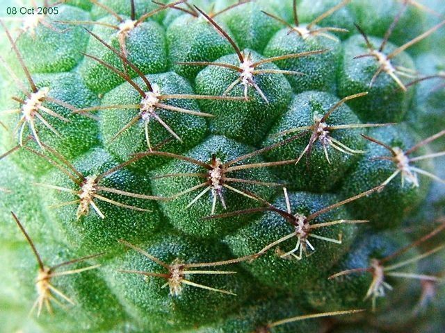 Rebutia_ padcayensis_ FR142_3 03